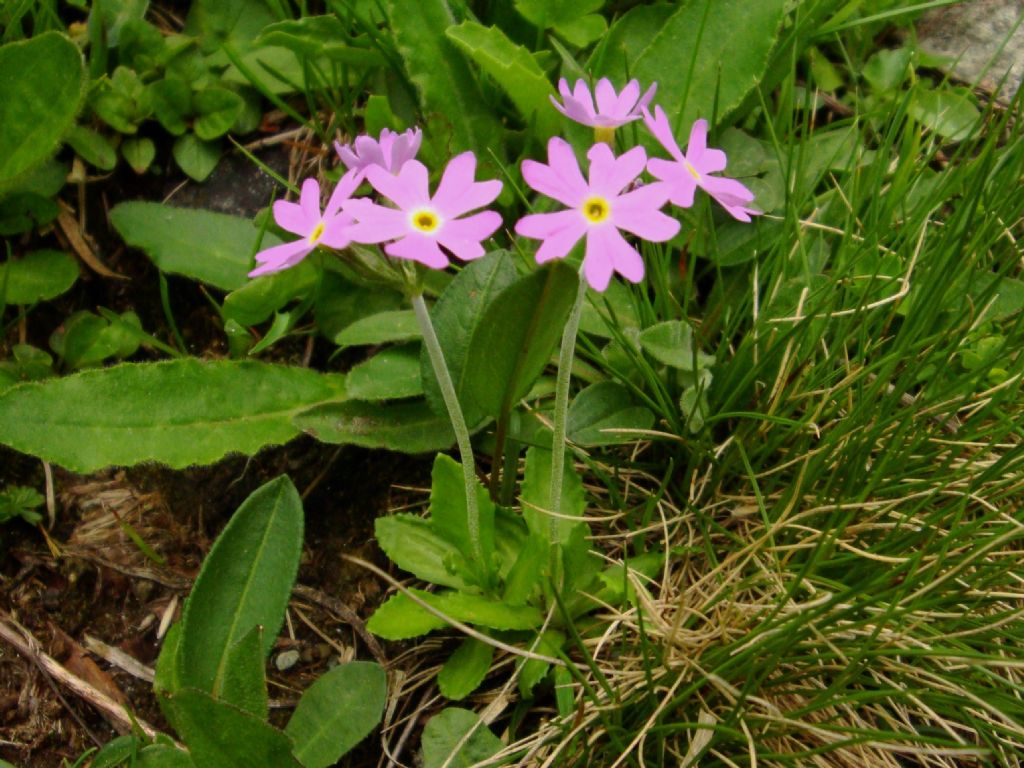 Primula farinosa